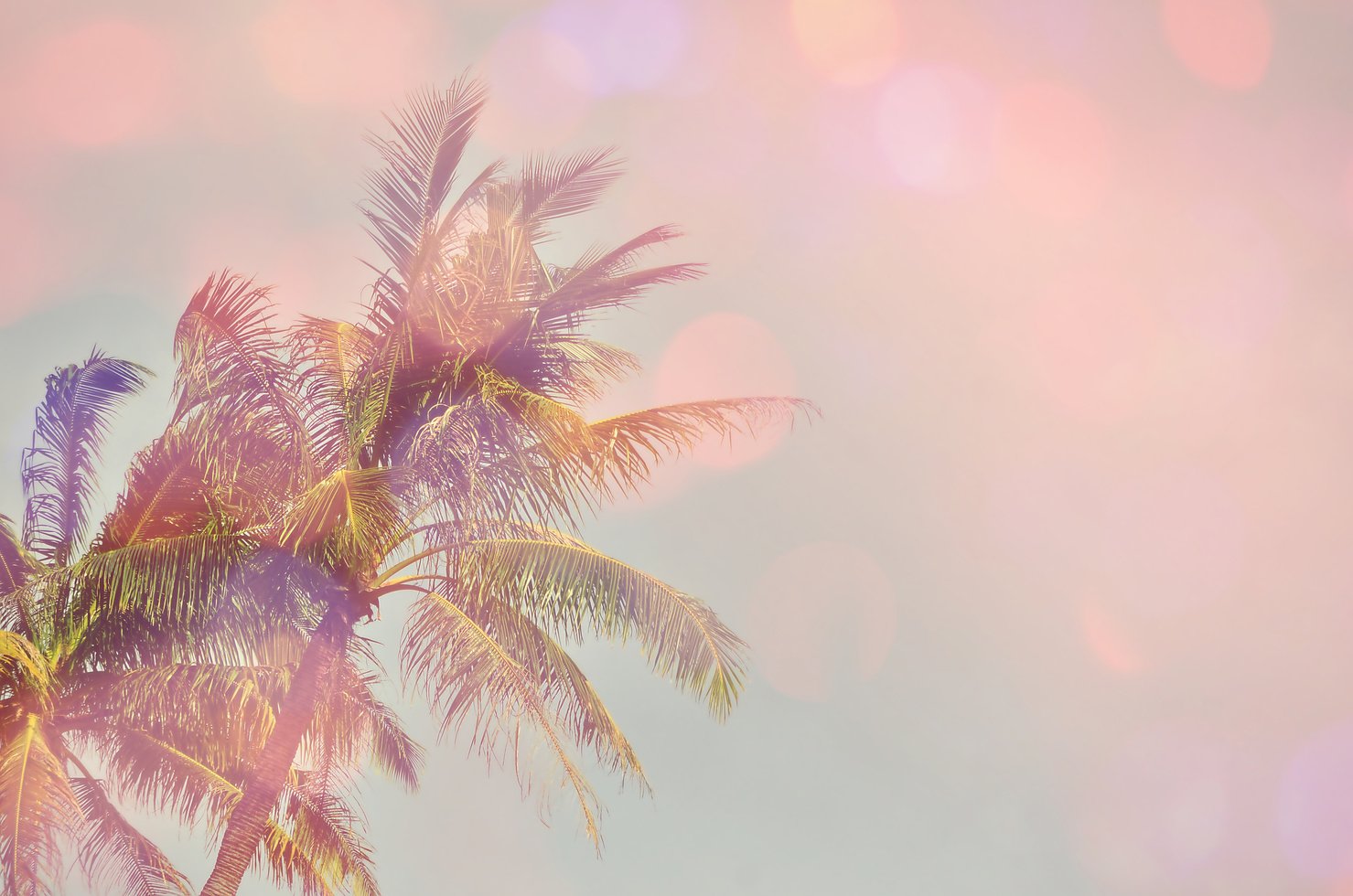 Blur tropical palm tree abstract background.